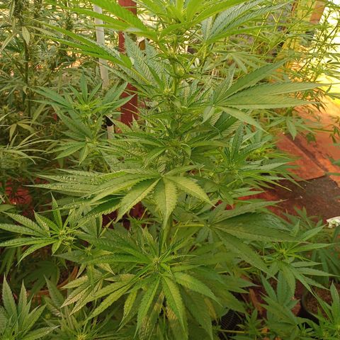 Bludreen  #1 growlog timeline photo