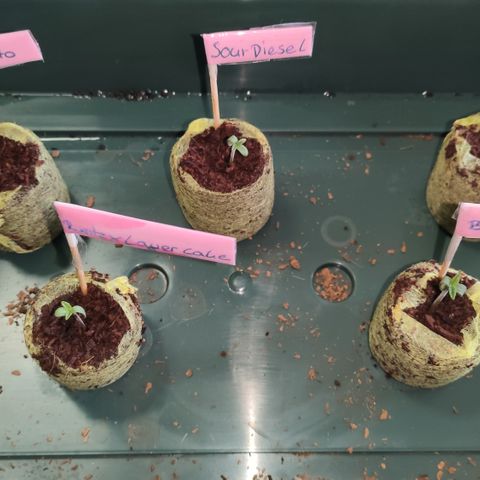 Runtz x Layercake  growlog photo: Alle Samen sind gekeimt (die LSD Auto war für draußen, ist aber nicht gekeimt)