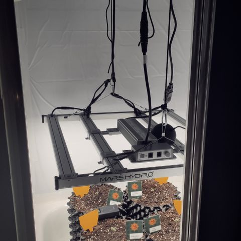 Runtz x Layercake  growlog photo: Durch die Jiffy's sind die ersten Wurzeln durchgewachsen, und die Keimlinge wandern in 9l Töpfe 