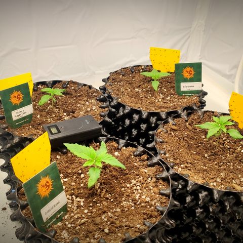 Runtz x Layercake  growlog photo: Beginn der Wachstumsphase 