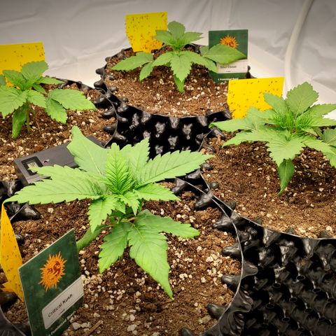 Runtz x Layercake  growlog photo: Starker Trauermücken befall