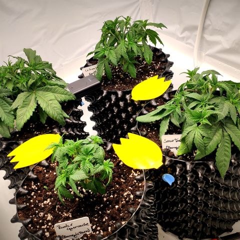 Runtz x Layercake  growlog photo: Unterschiedlich entlaubt als Test 