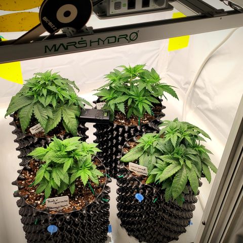 Runtz x Layercake  growlog photo: Die Pflanzen werden runter gebunden 
