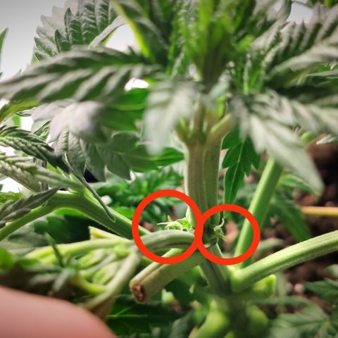 Runtz x Layercake  growlog photo: Die Blue Cheese zeigt bereits die Vorblüte