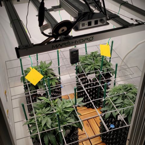 Runtz x Layercake  growlog photo: Zum ScrOGgen habe ich Gitter mit Blumenstäben und Kabelbinder an den Töpfen befestigt. So kann ich die Pflanzen noch einzeln raus holen.