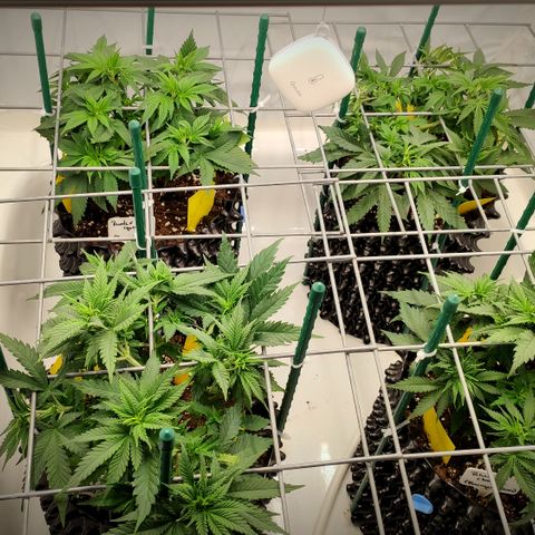 Runtz x Layercake  growlog timeline photo