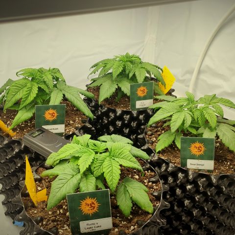 Runtz x Layercake  growlog photo: Getoppt 