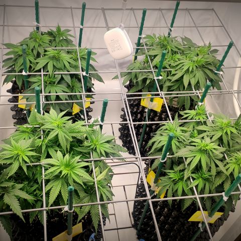 Runtz x Layercake  growlog timeline photo