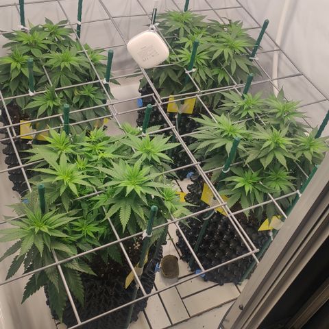 Runtz x Layercake  growlog timeline photo