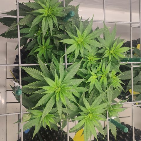 Critical Kush growlog timeline photo