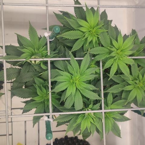 Runtz x Layercake  growlog timeline photo