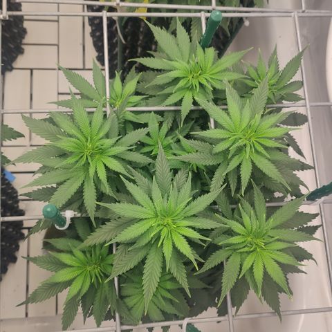 Blue Cheese  growlog timeline photo