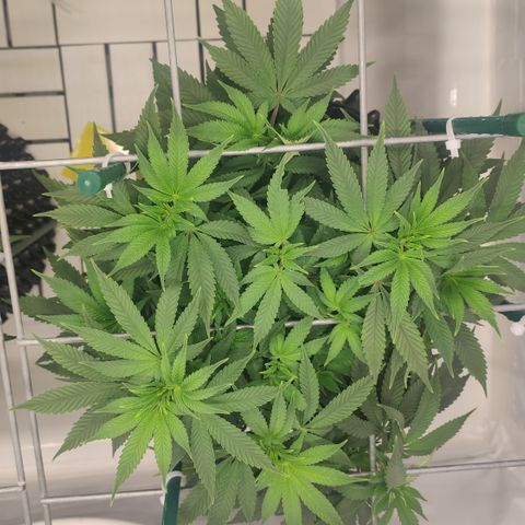 Sour Diesel  growlog timeline photo