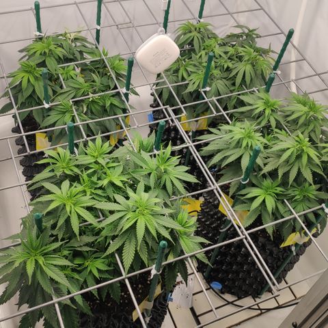 Runtz x Layercake  growlog timeline photo
