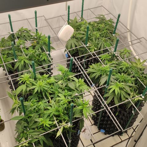 Runtz x Layercake  growlog photo: Nach dem runter Binden 
