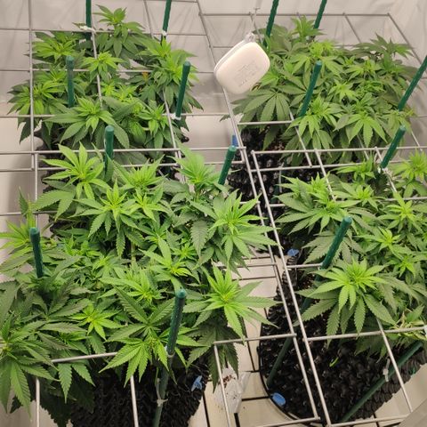 Runtz x Layercake  growlog timeline photo