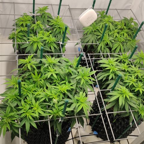 Runtz x Layercake  growlog photo: Vor dem Training 