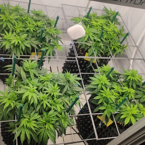 Runtz x Layercake  growlog photo: Nach dem Training 