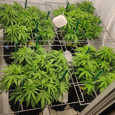 Runtz x Layercake  growlog timeline photo
