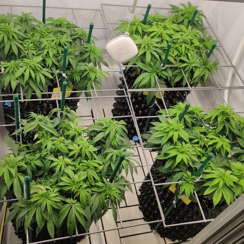 Runtz x Layercake  growlog timeline photo
