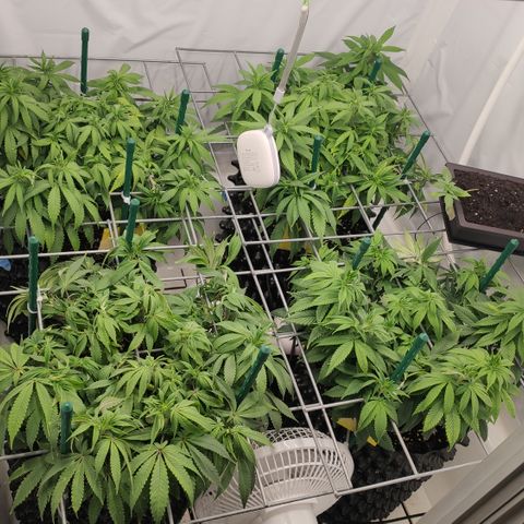 Runtz x Layercake  growlog timeline photo