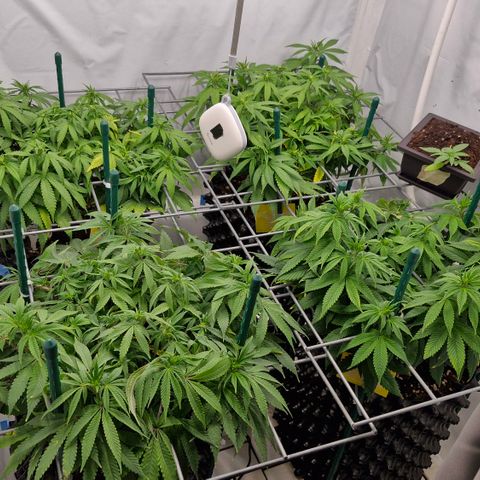 Runtz x Layercake  growlog photo: Morgens 