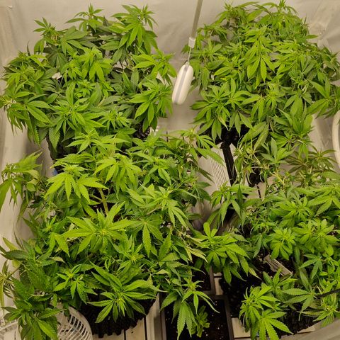 Runtz x Layercake  growlog photo: Letztes runter Biegen 