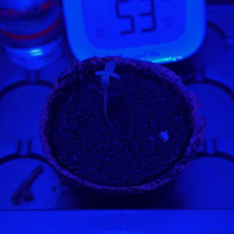 Apple Fritter  #1 growlog timeline photo
