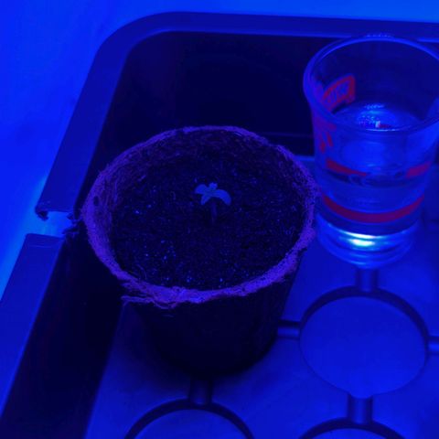 Apple Fritter  #3 growlog timeline photo