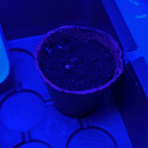 Apple Fritter  #2 growlog timeline photo