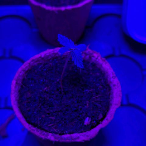 Apple Fritter  #1 growlog timeline photo