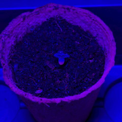 Apple Fritter  #3 growlog timeline photo