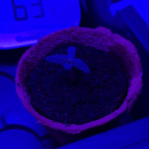 Apple Fritter  #2 growlog timeline photo