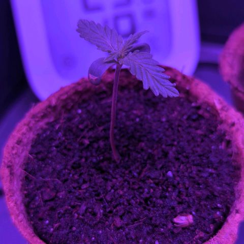 Apple Fritter  #1 growlog timeline photo