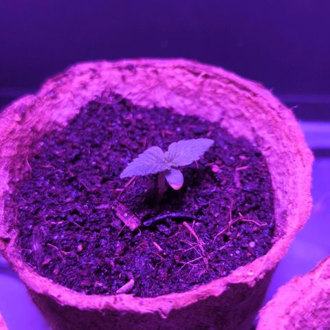 Apple Fritter  #3 growlog timeline photo