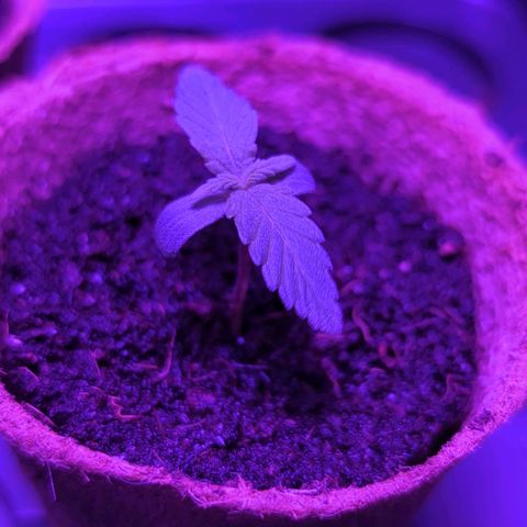 Apple Fritter  #2 growlog timeline photo