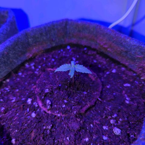 Apple Fritter  #1 growlog photo: Umgetopft 