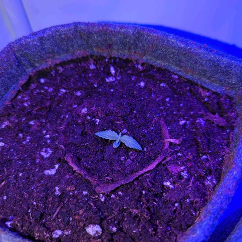 Apple Fritter  #3 growlog photo: Umgetopft 