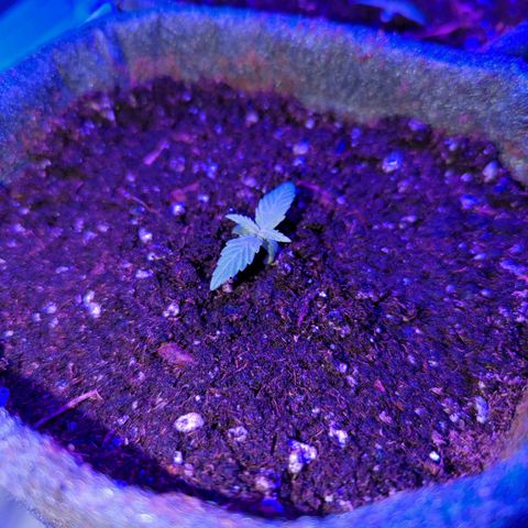 Apple Fritter  #2 growlog photo: Umgetopft 