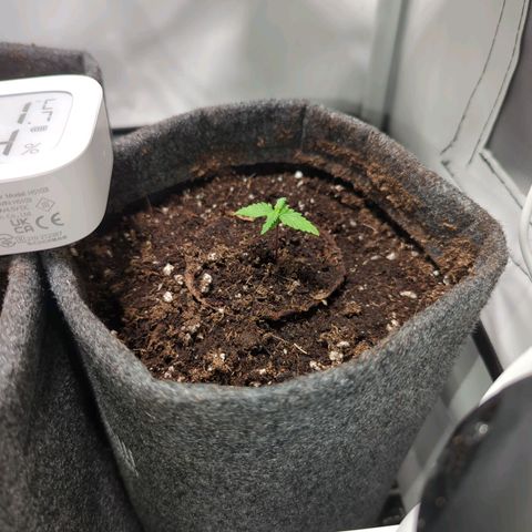 Apple Fritter  #1 growlog timeline photo