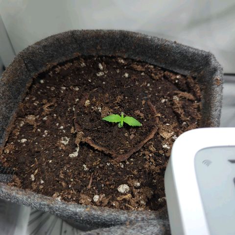 Apple Fritter  #3 growlog timeline photo