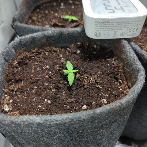 Apple Fritter  #2 growlog timeline photo