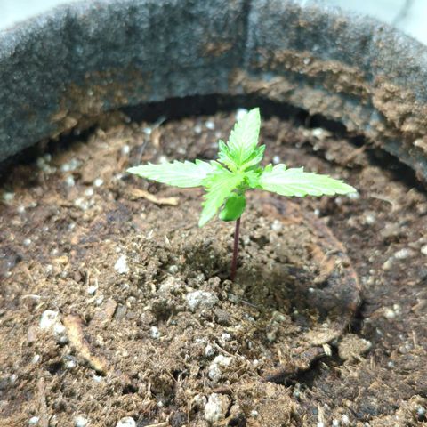 Apple Fritter  #1 growlog timeline photo
