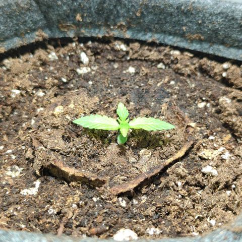 Apple Fritter  #3 growlog timeline photo