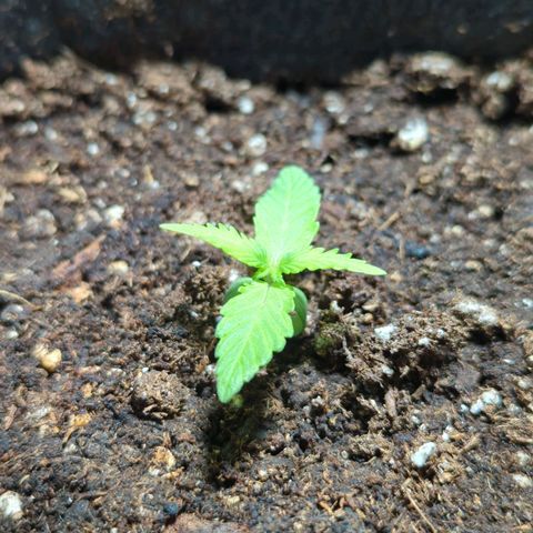 Apple Fritter  #2 growlog timeline photo