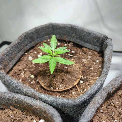 Apple Fritter  #1 growlog timeline photo
