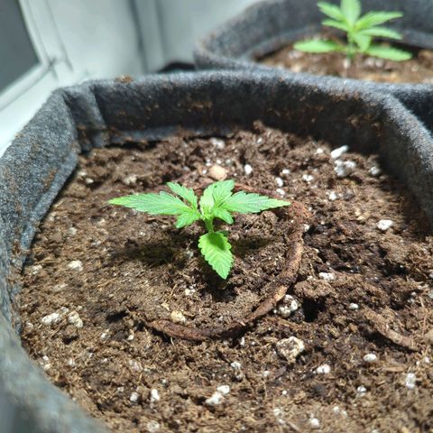 Apple Fritter  #3 growlog timeline photo
