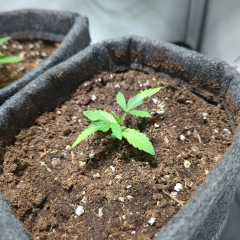 Apple Fritter  #2 growlog timeline photo