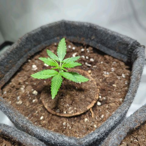 Apple Fritter  #1 growlog timeline photo