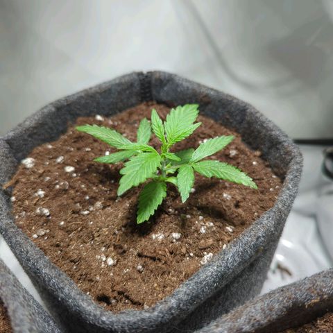 Apple Fritter  #1 growlog timeline photo